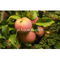 Wysokiej jakości świeże nowe jabłko Qinguan